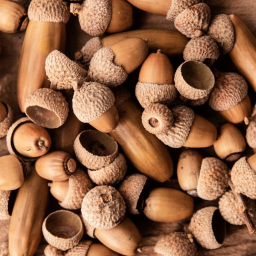 acorn
