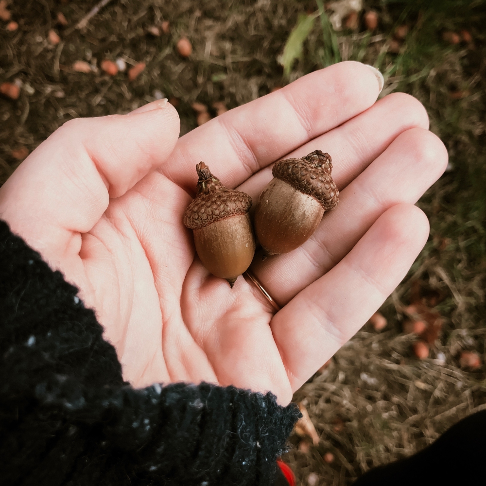 acorn